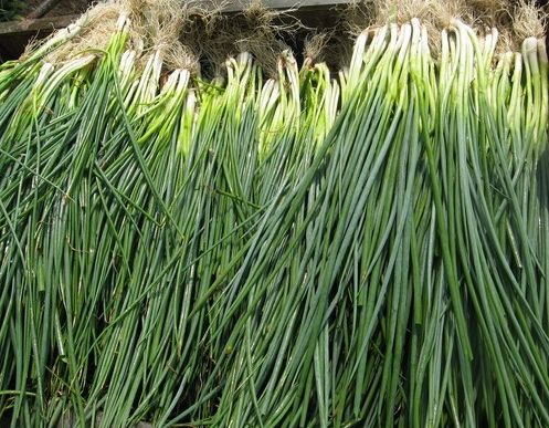 如何利用保鮮冷庫(kù)對(duì)大蔥進(jìn)行正確儲(chǔ)藏？